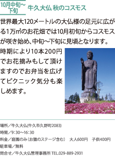 牛久大仏 秋のコスモス